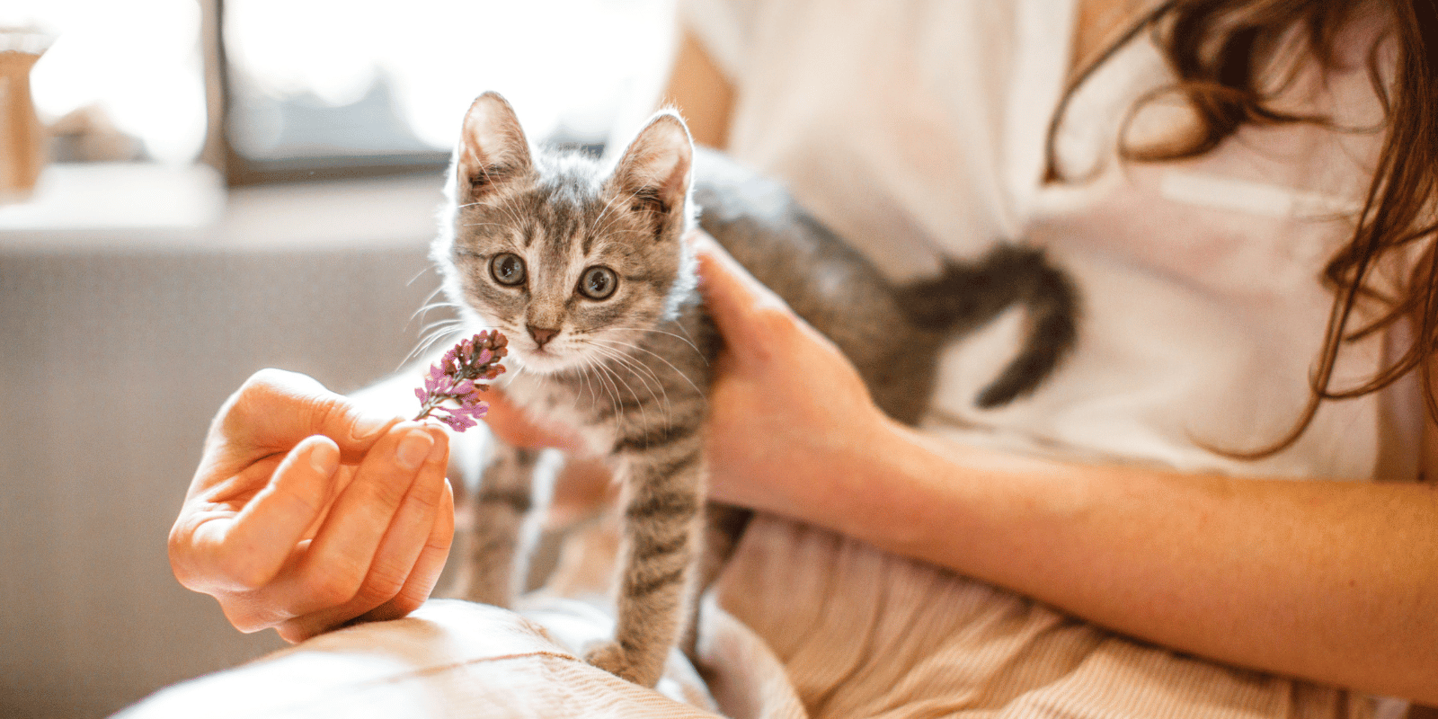 Les meilleurs ingrédients à rechercher dans les croquettes sans céréales pour les chatons en pleine croissance