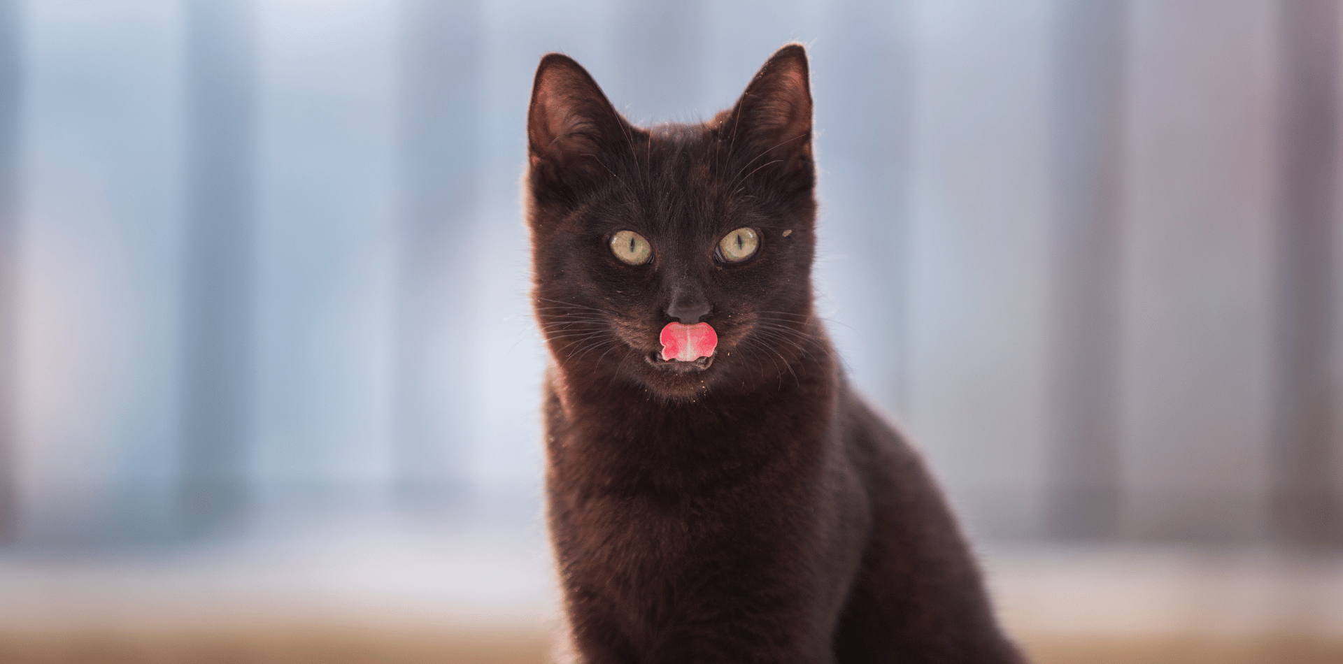 Les croquettes hypoallergéniques pour chat : les avantages des formules sans céréales