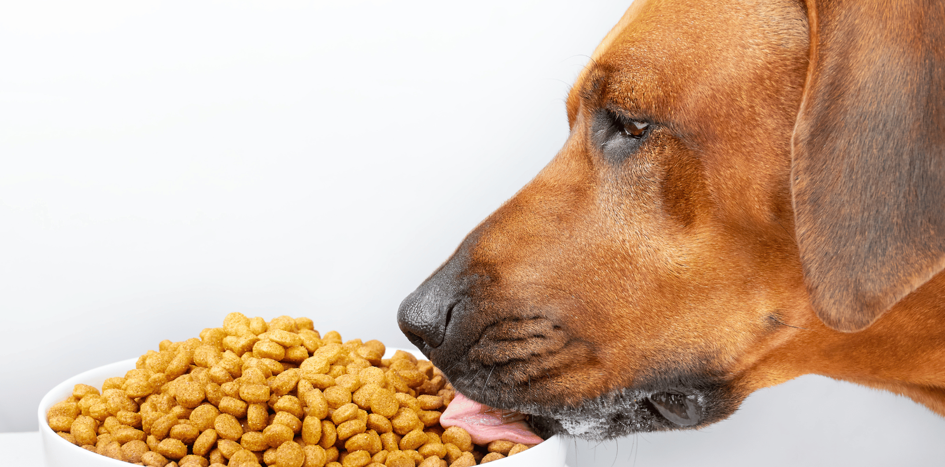 croquettes-hypoallergéniques-chien-sans-céréales