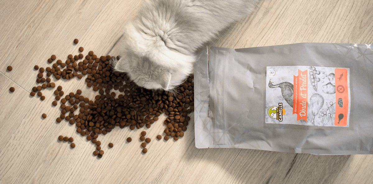 Recette chat : Dinde et Poulet ! - DansMaGamelle