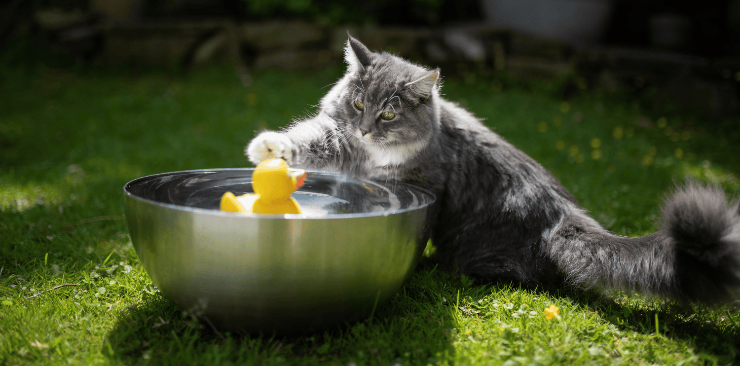 croquettes-chat-sans-céréales-stérilisé