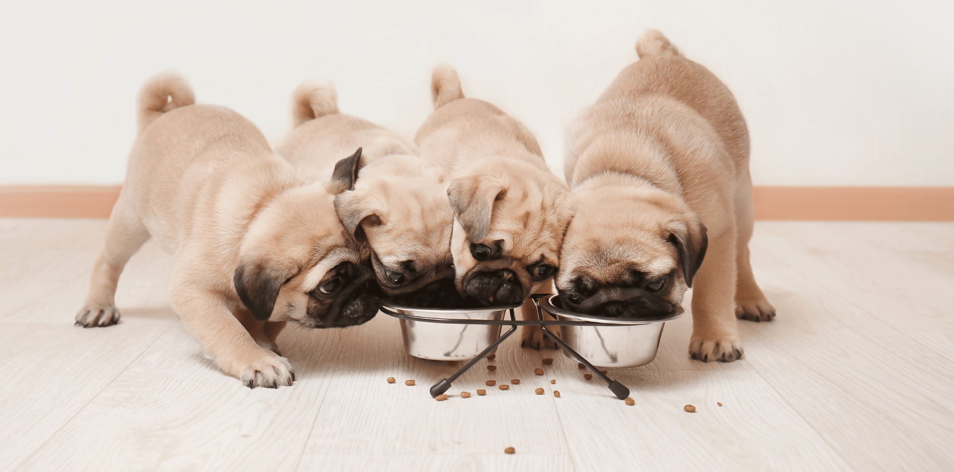 Pourquoi est il important de donner des croquettes chiot à un chien en croissance ?