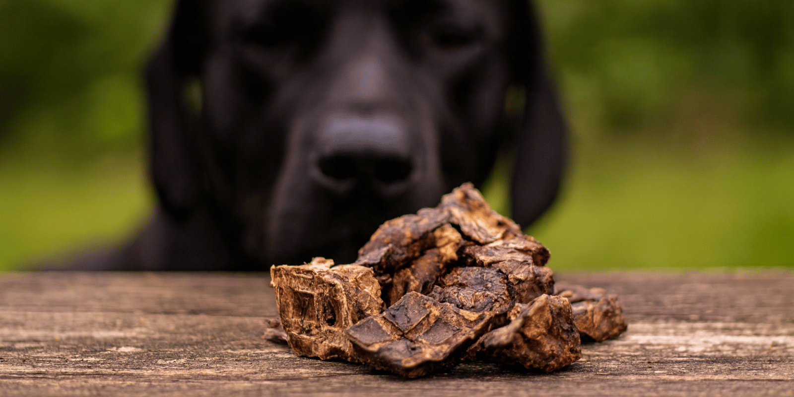 chien-friandises-cubes-poumon-bœuf