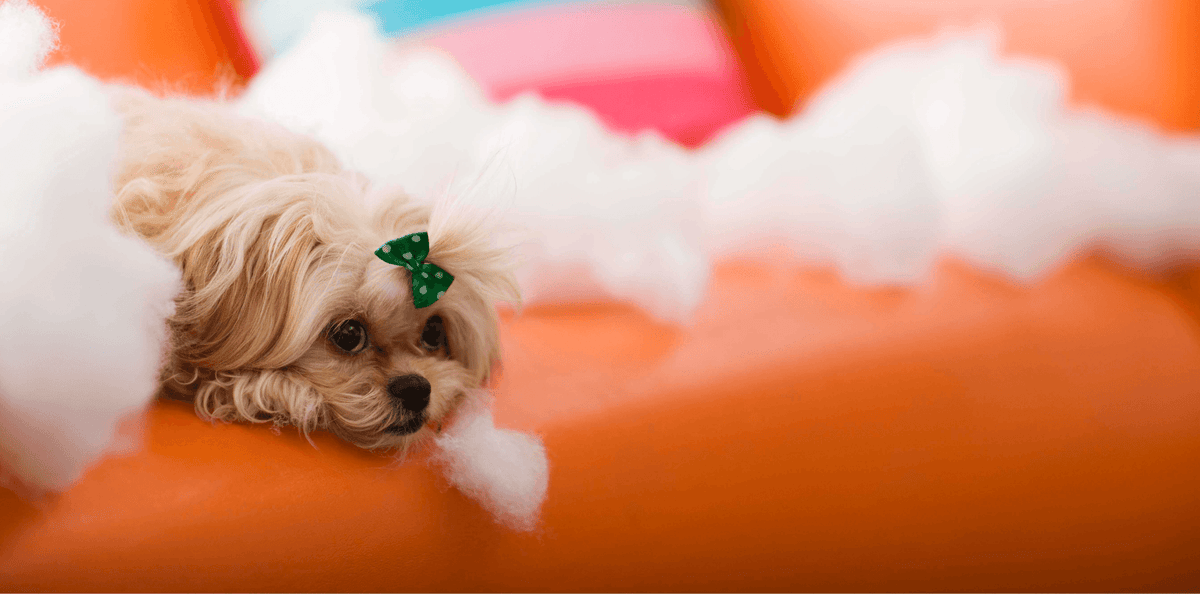 Comment occuper son chien ou son chat en notre absence ? - DansMaGamelle