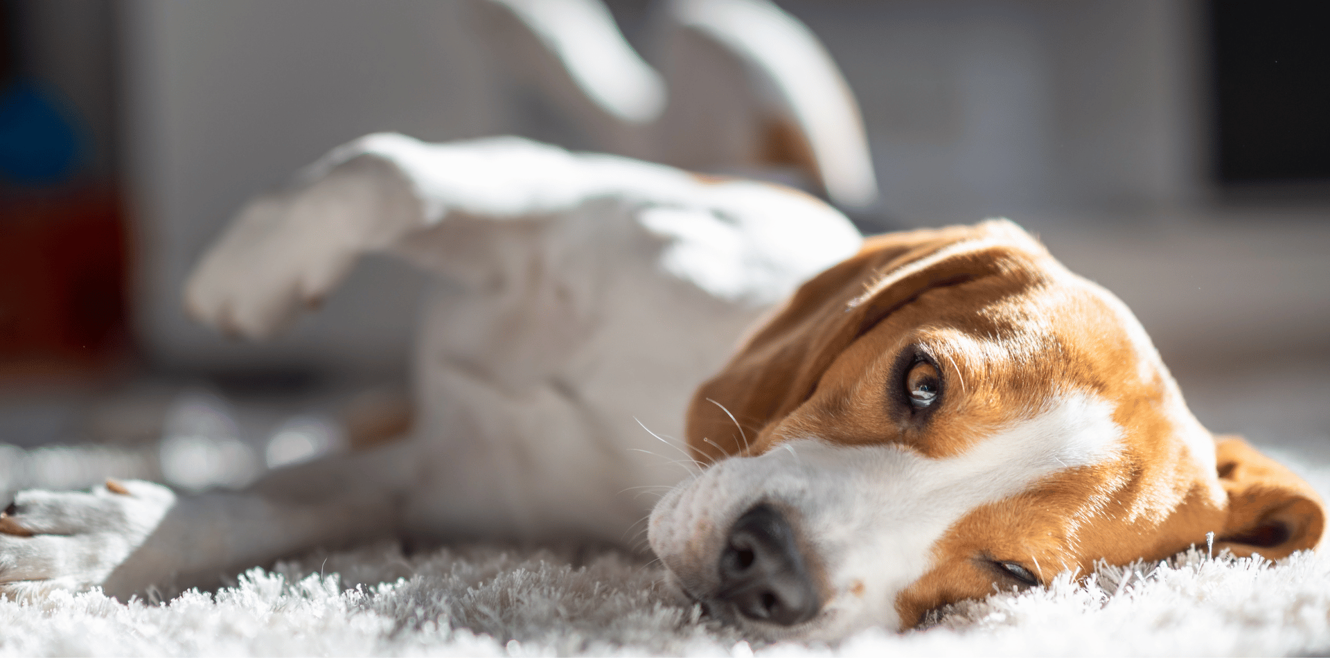 La torsion ou dilatation de l'estomac chez le chien, comment prévenir et agir ?