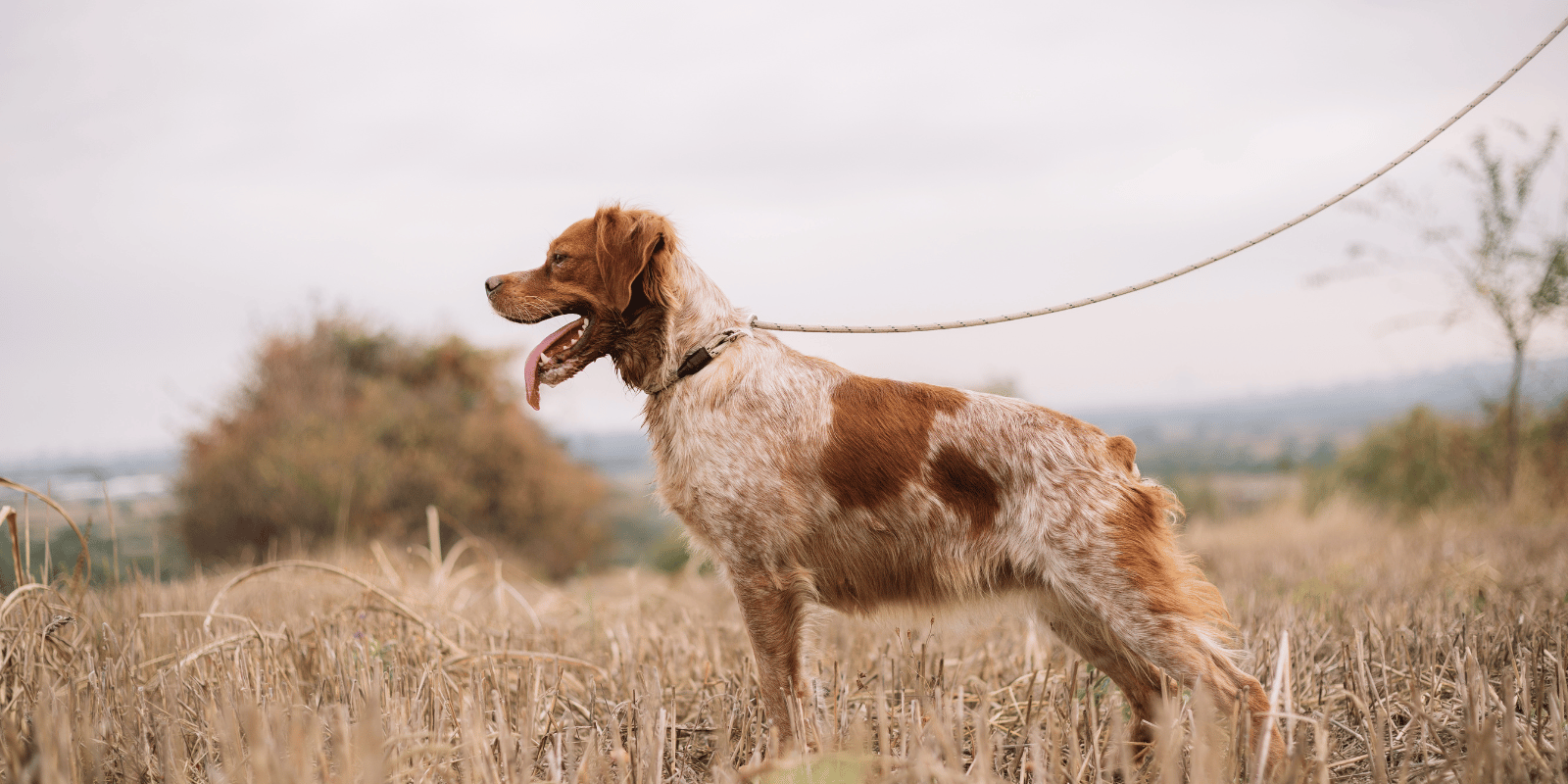 épagneul-breton-chien-origine-caractère-alimentation-entretien