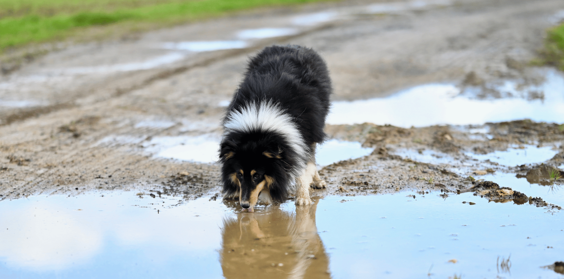 Les dangers de l'eau toxique lors d'une promenade avec votre chien