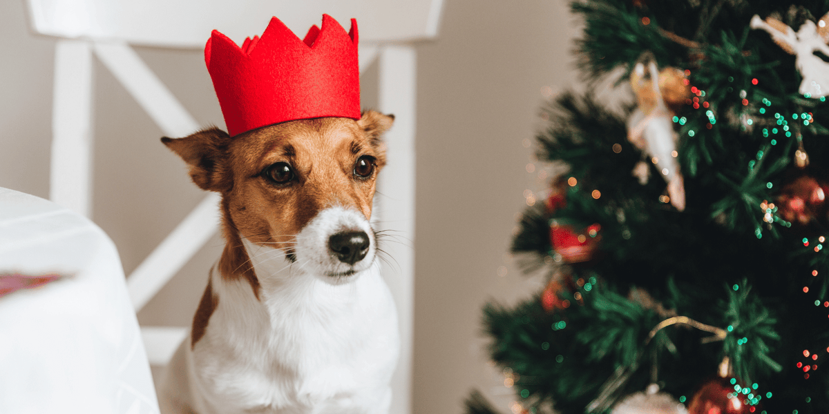 galette-rois-bonne-mauvaise-chien-toxique