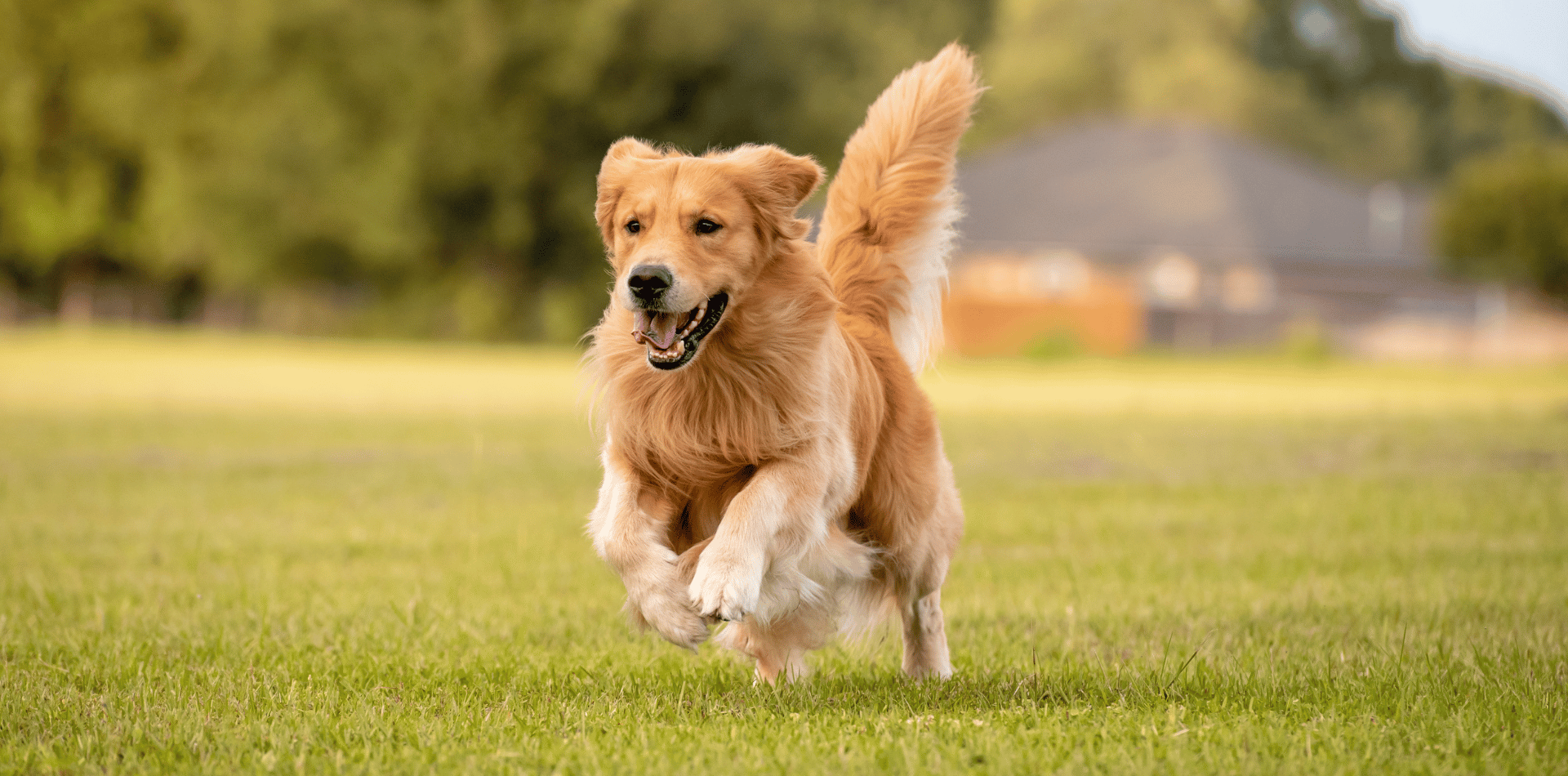 Tous savoir sur le golden retriever : Origines, caractère, alimentation