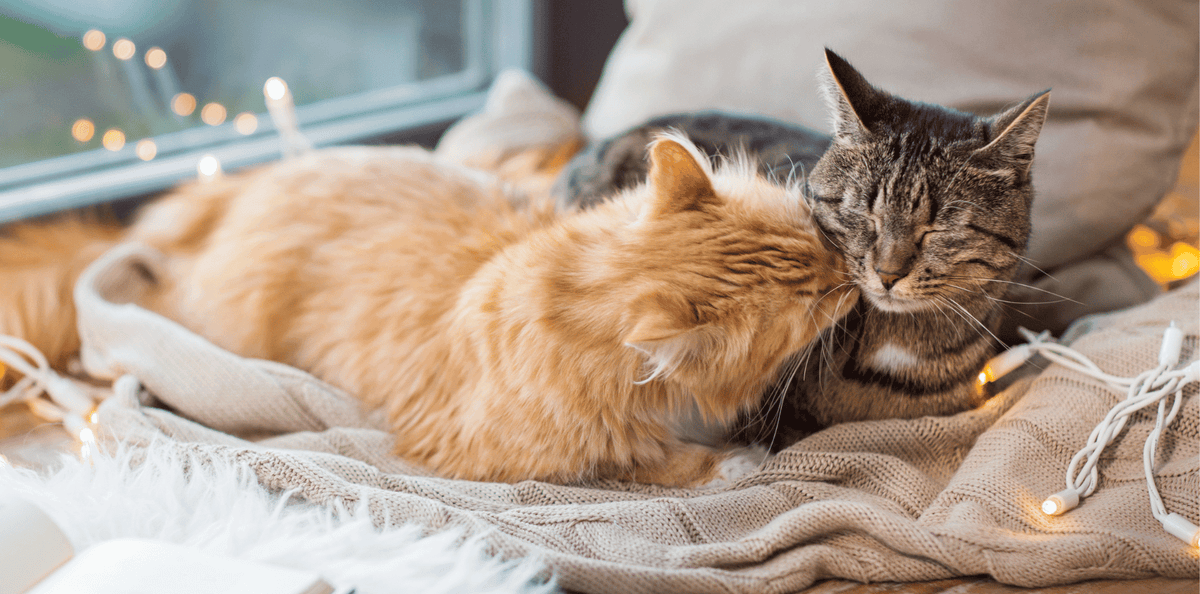 La couleur des chats influencent elles leur caractère ? - DansMaGamelle