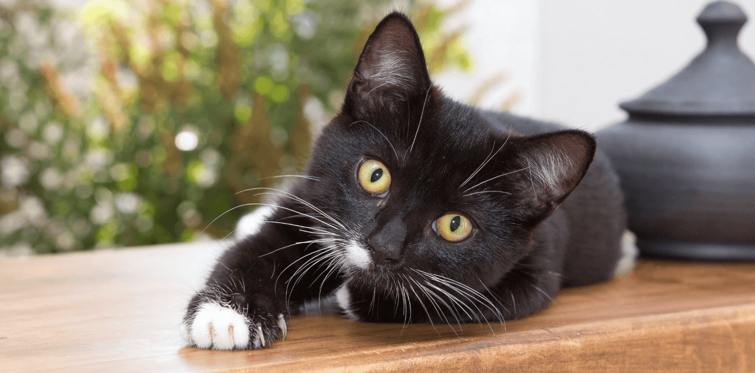 Le chat de gouttière - DansMaGamelle