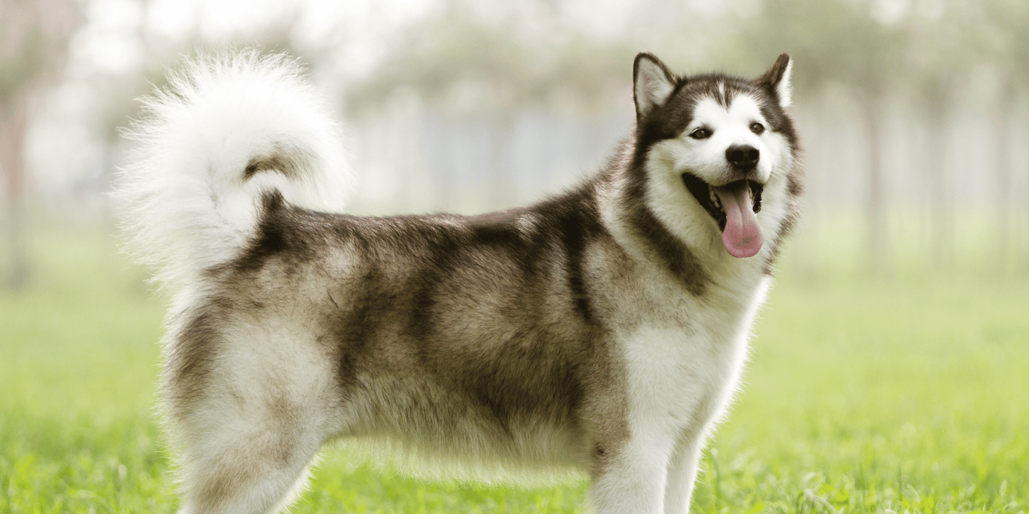 malamute-alaska-croquettes-caractere-origine
