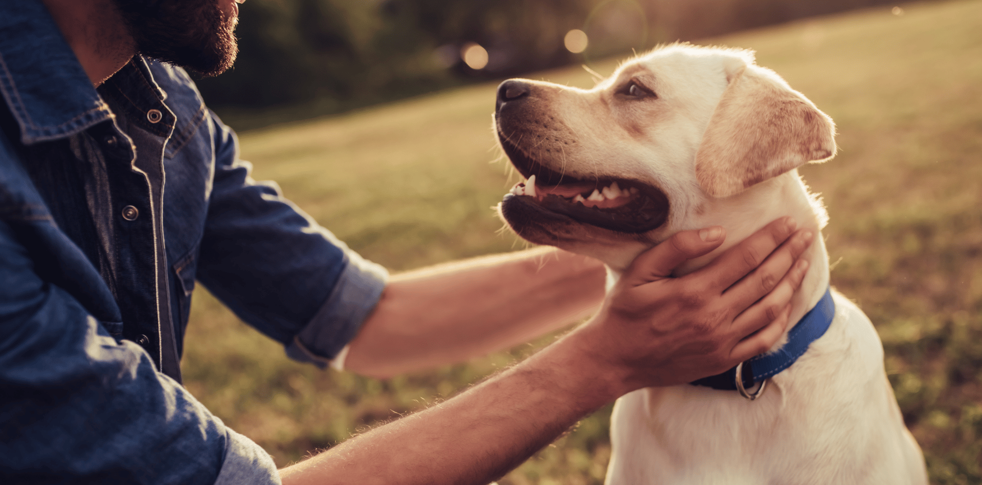 meilleures-croquettes-chien-2024-sans-céréales