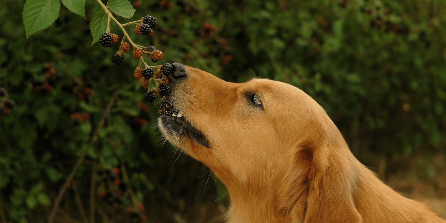 mûre-chien-croquettes-agneau-buffle-bienfaits-chien