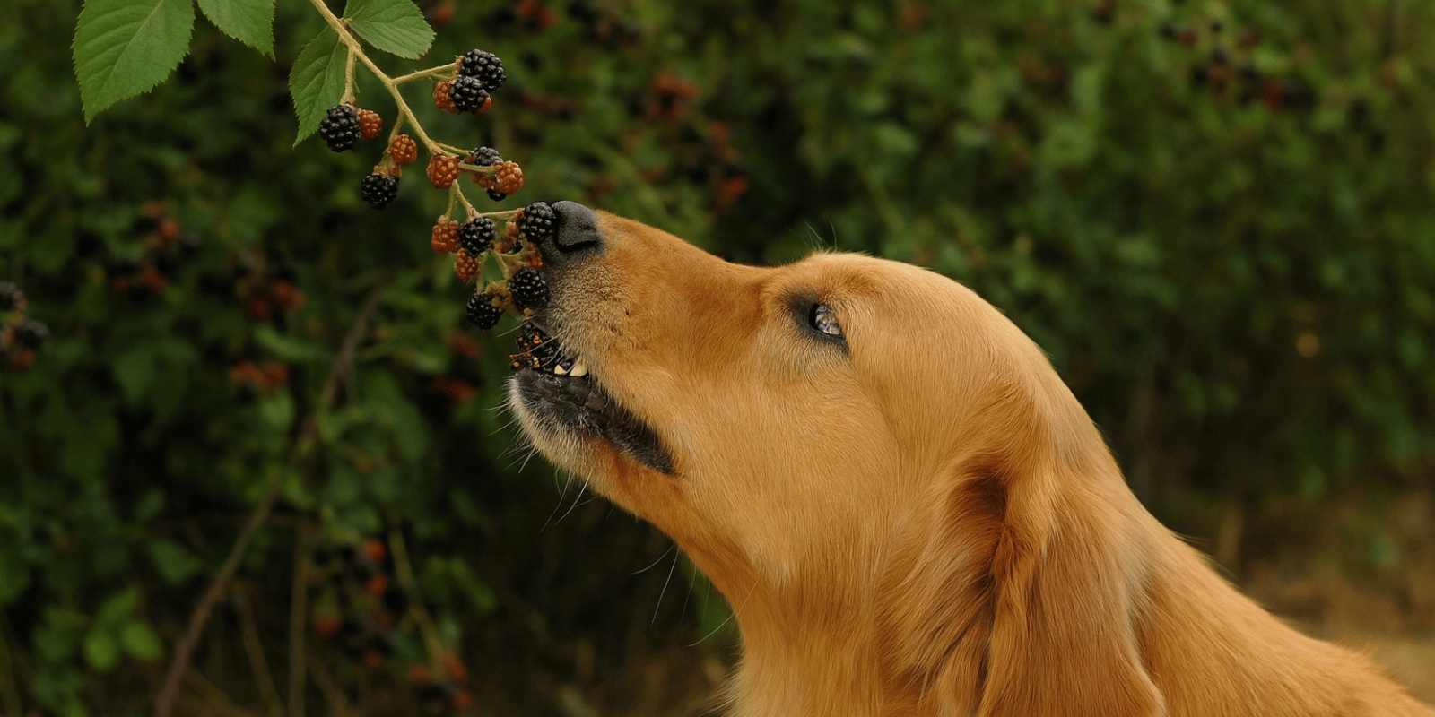 mûre-chien-croquettes-agneau-buffle-bienfaits-chien