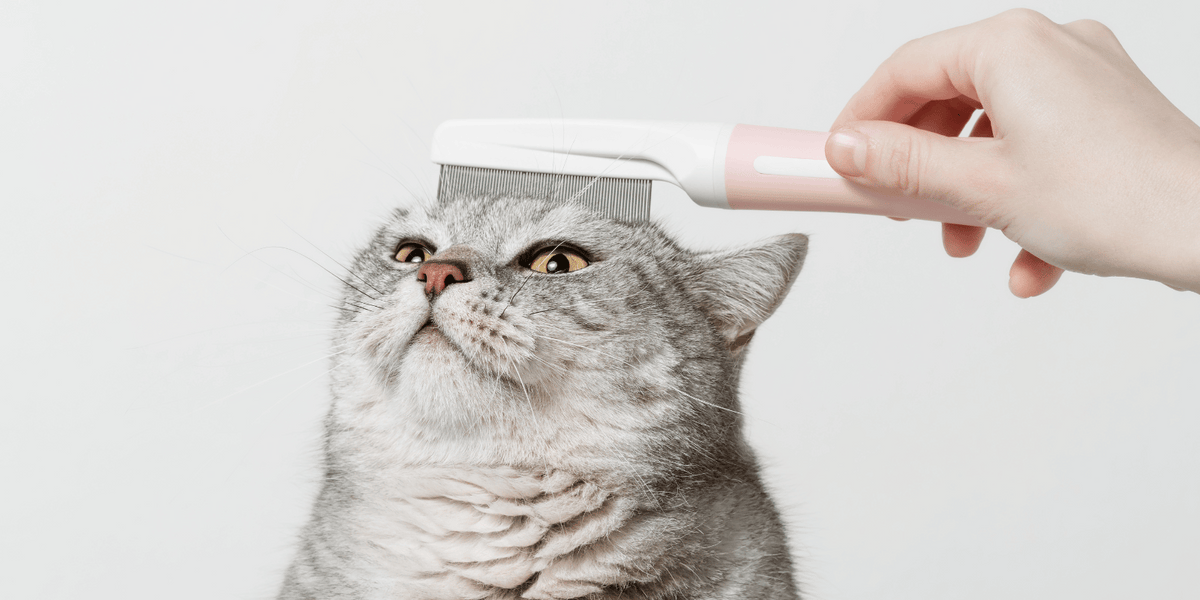pellicules-chat-alimentation-traitement-croquettes