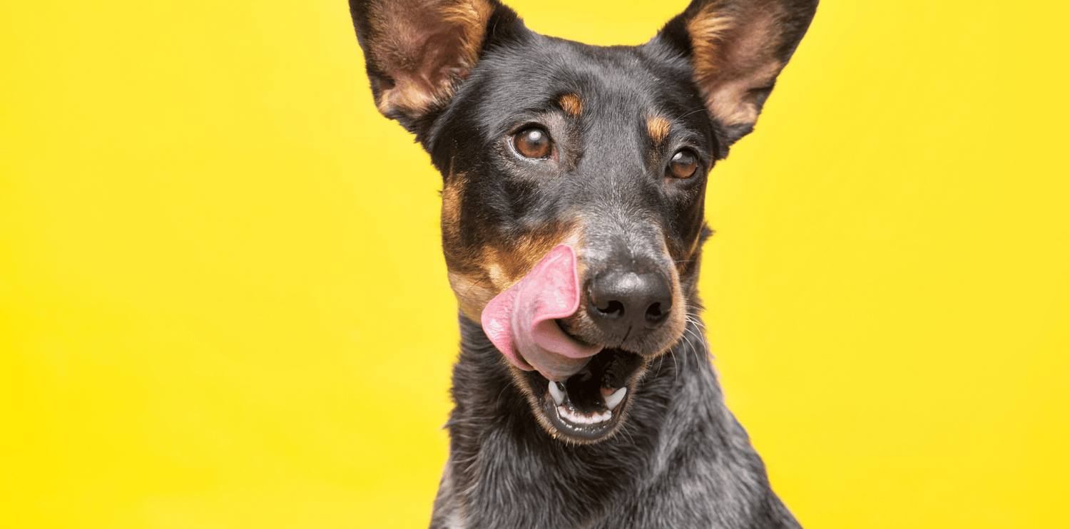 La pulpe de betterave dans les croquettes pour chien