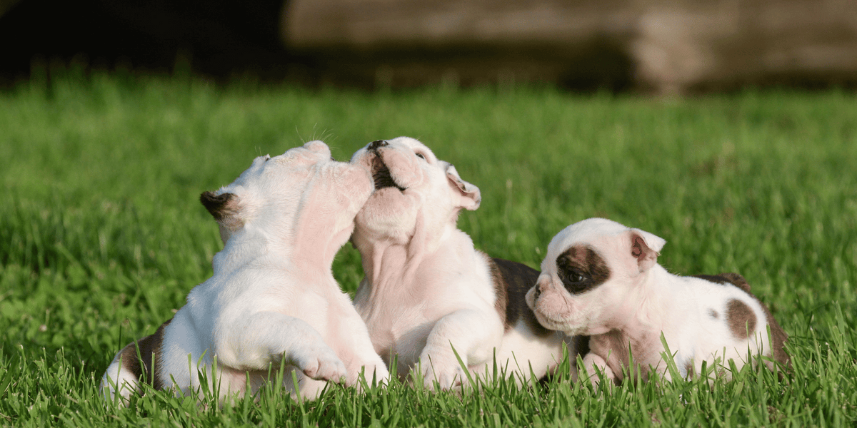 quand-nourrir-chiot-croquettes-sans-céréales-chien