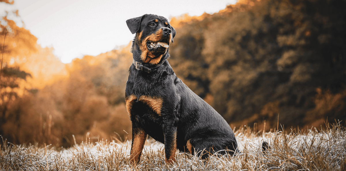 Rottweiler-origine-caractère-alimentation-croquettes