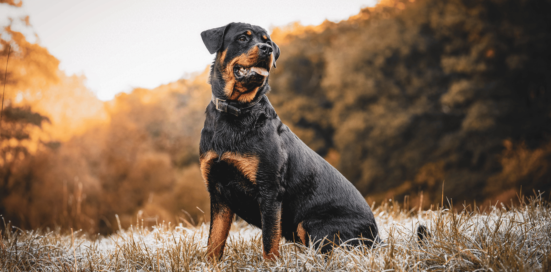 Rottweiler-origine-caractère-alimentation-croquettes
