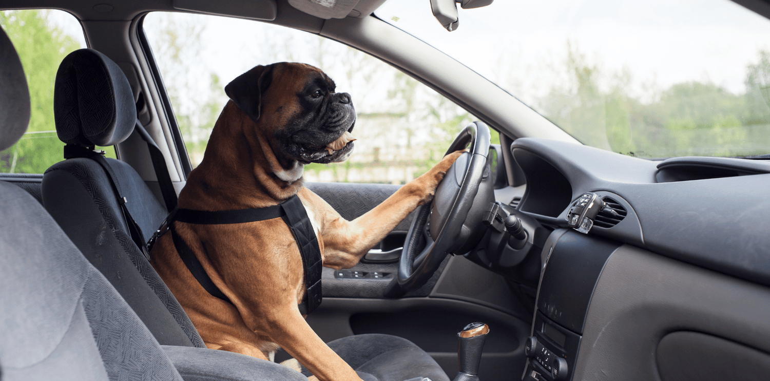 Comment sécuriser son chien en voiture ?