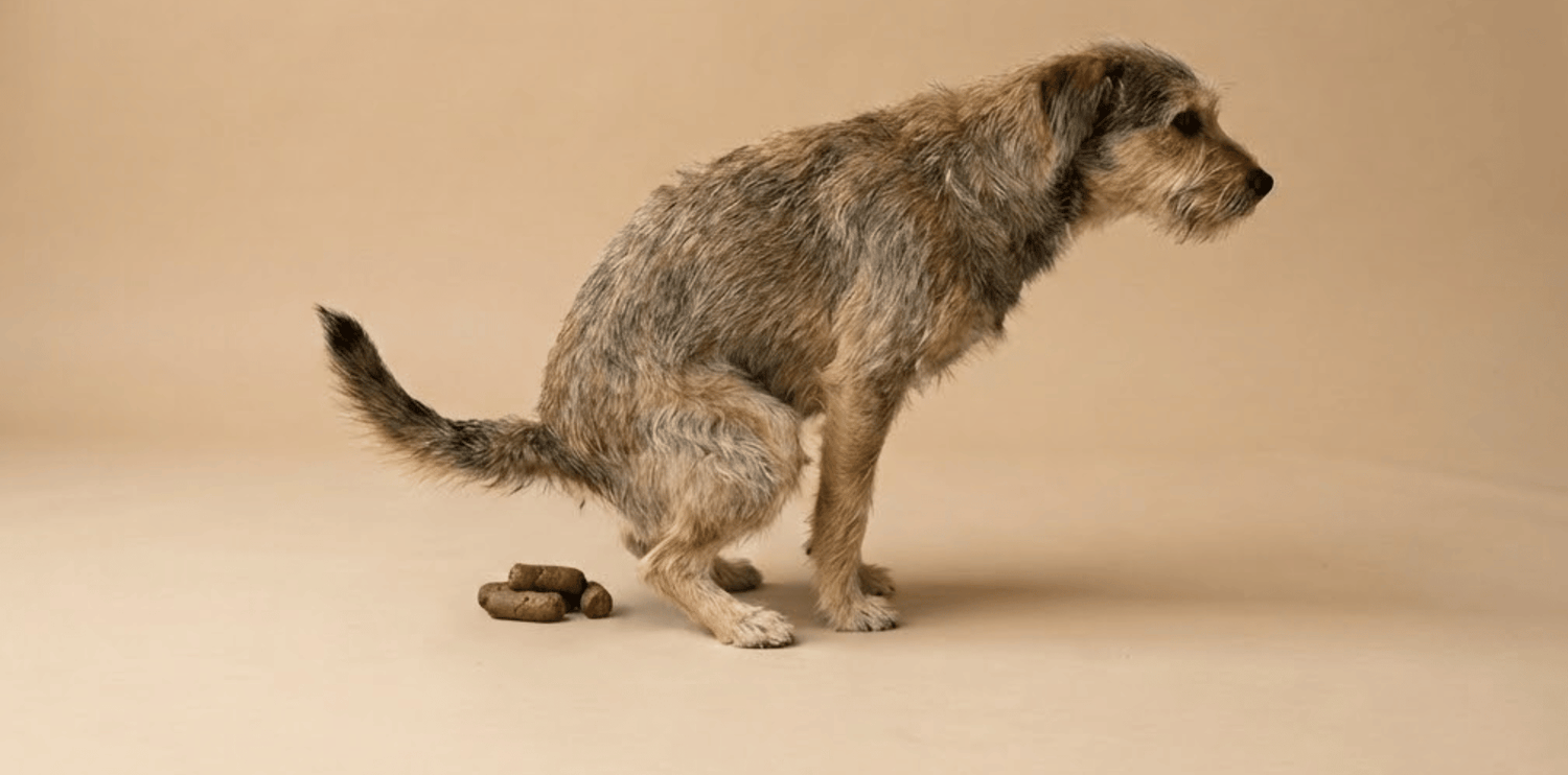 alimentation croquettes chien  selles molles solutions