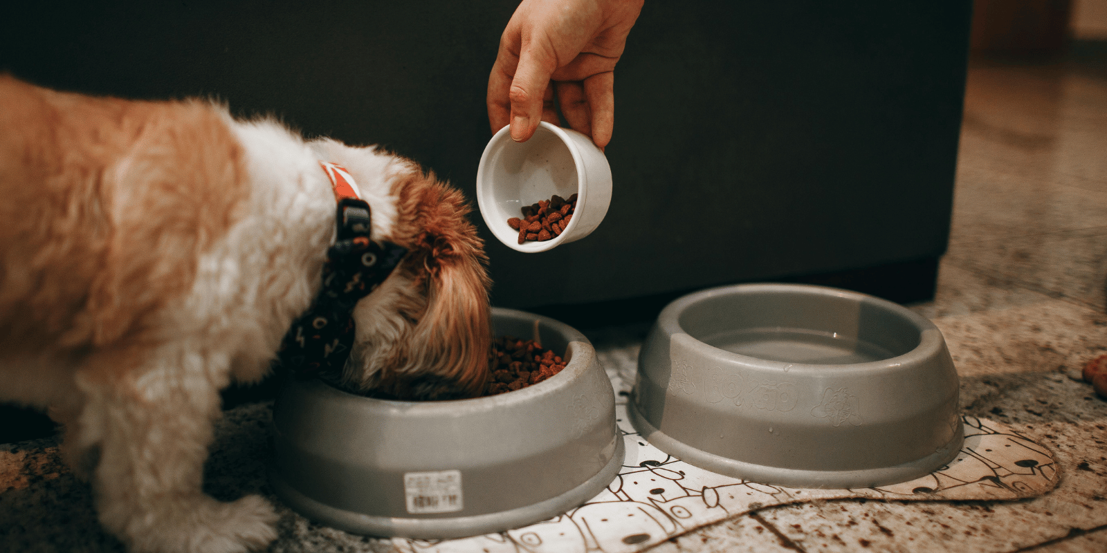 Quelle taille de croquettes choisir pour son chien ?