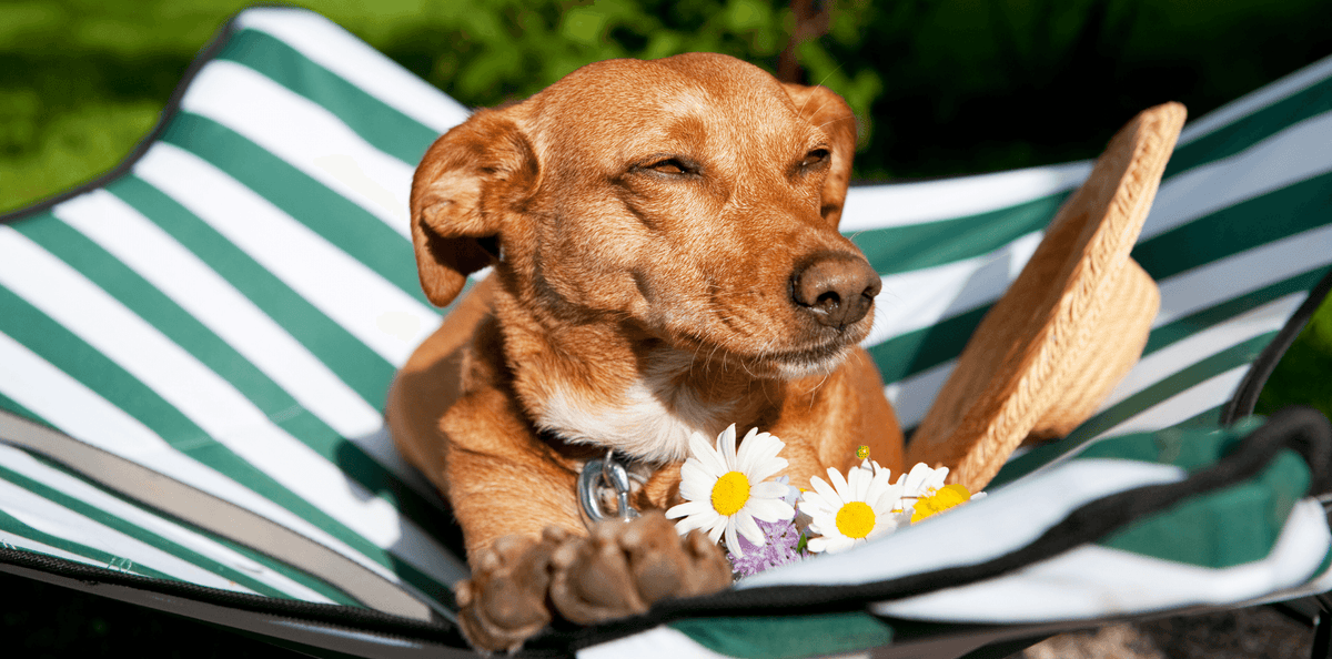 Faire garder son chien et son chat pendant les vacances - DansMaGamelle