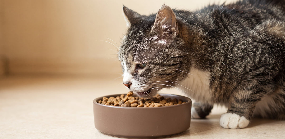 Croquettes sans céréales pour chat sénior stérilisé