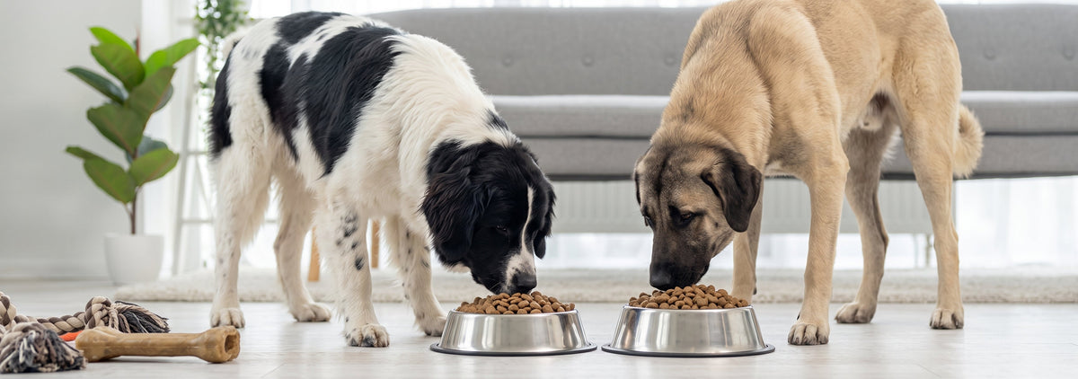 Grand chien : + de 45 kg