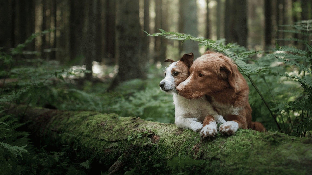 Alimentation chien