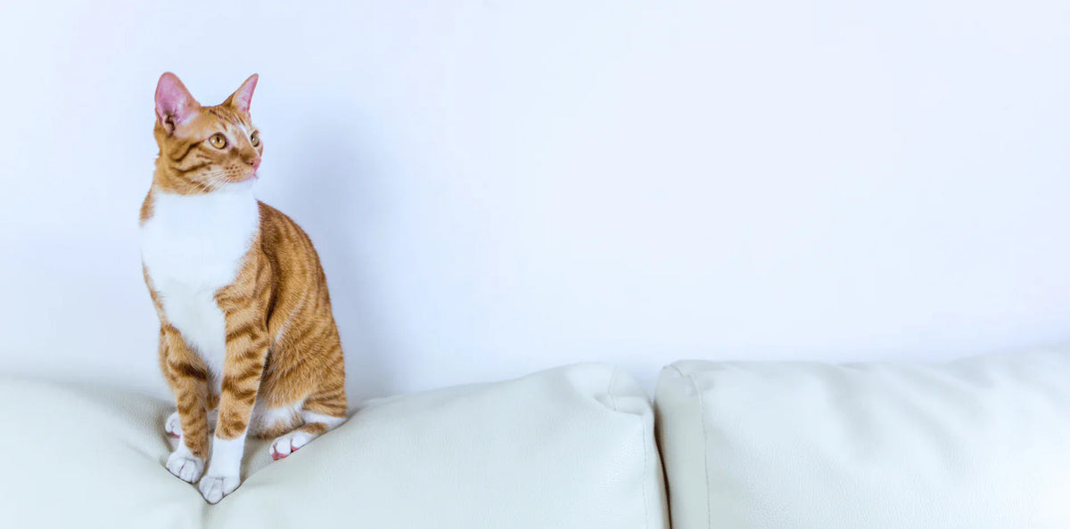 Croquettes chat stérilisé