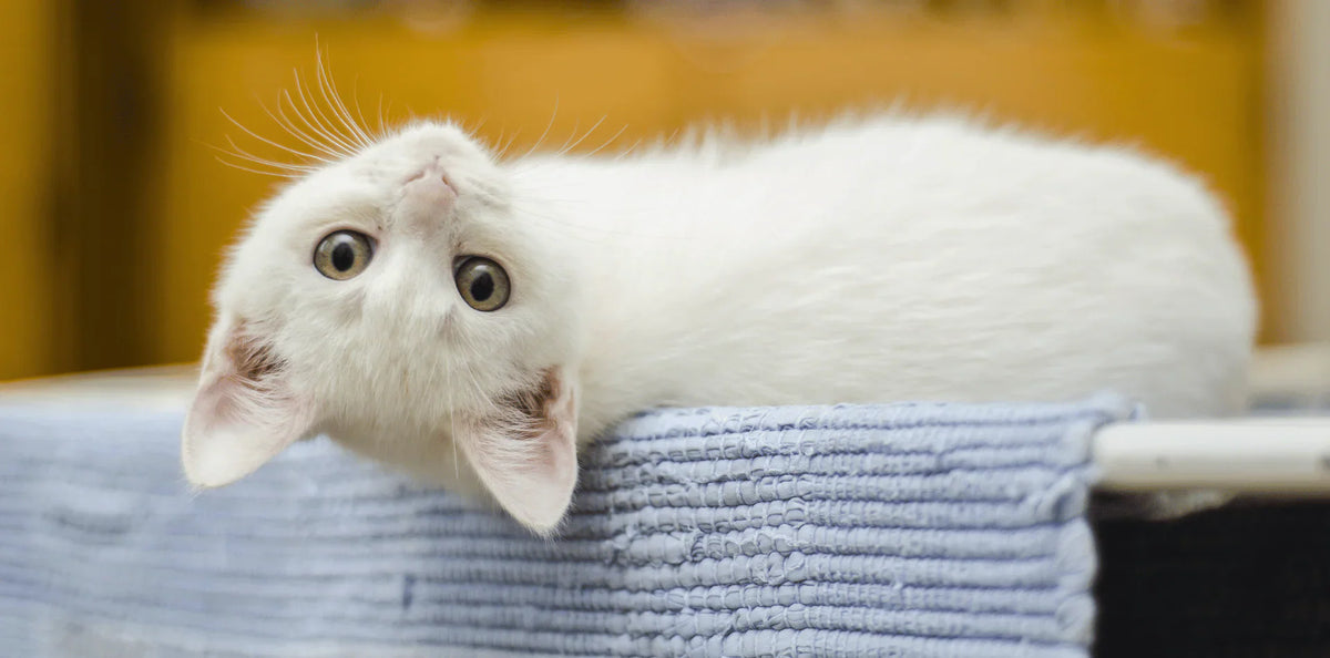 Alimentation chaton
