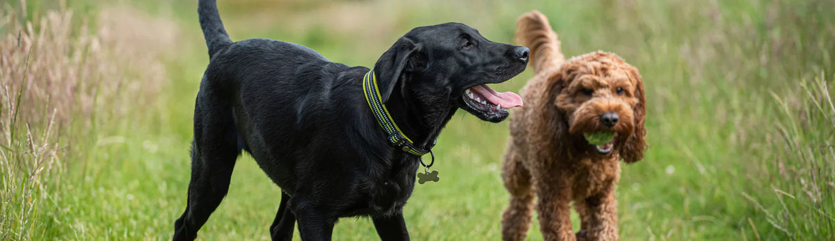 Moyen chien : 6 à 45 kg