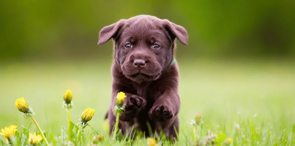 Alimentation chiot