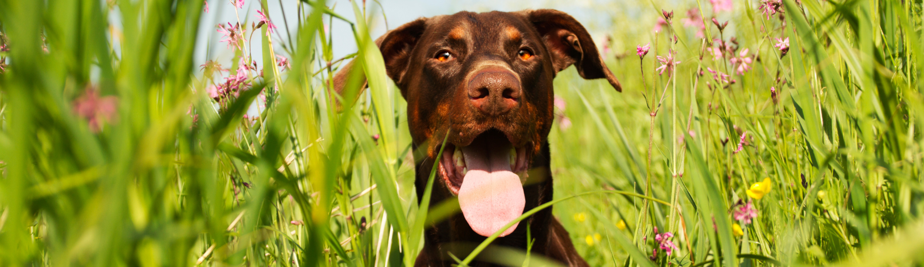 Croquettes sans céréales pour Dobermann