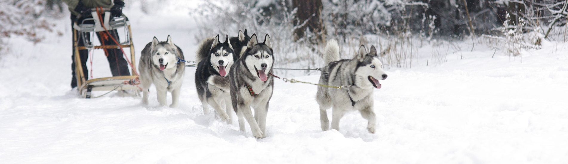 Croquettes sans céréales pour Husky