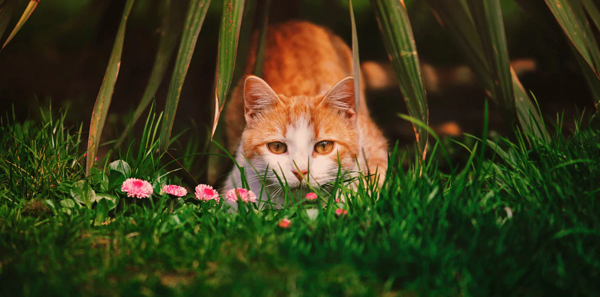 Croquettes chat hypoallergéniques