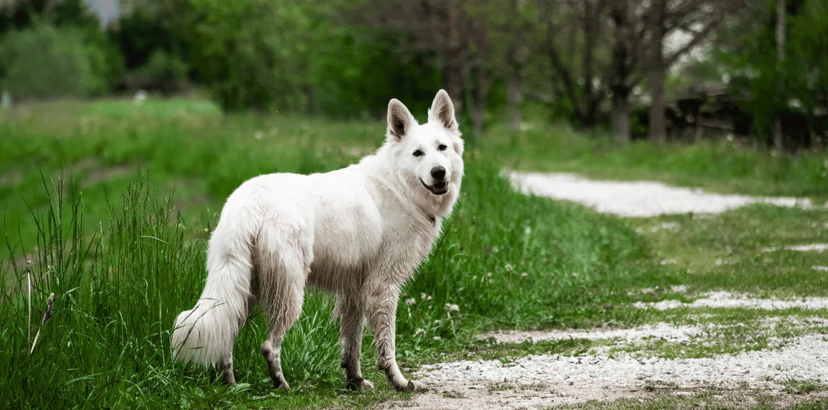 Croquettes chien hypoallergéniques