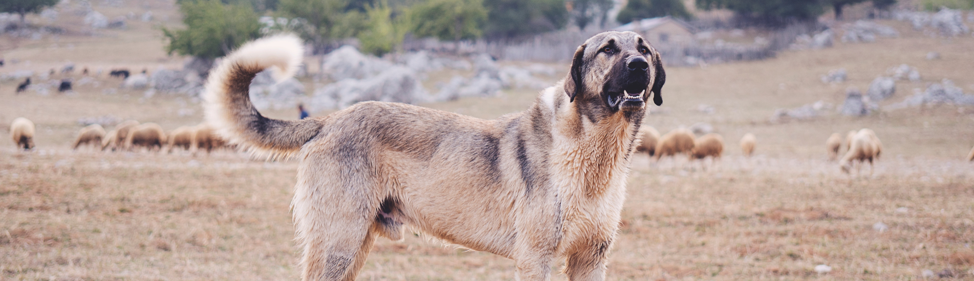 Croquettes sans céréales pour Kangal