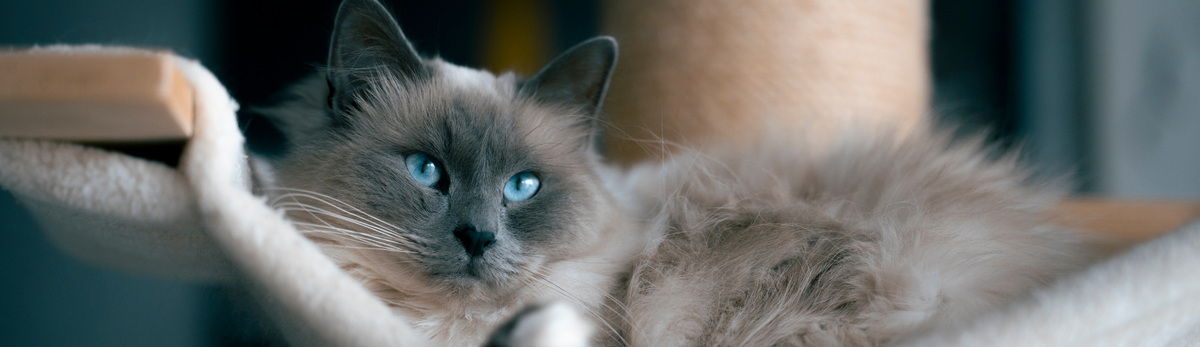 croquettes ragdoll
