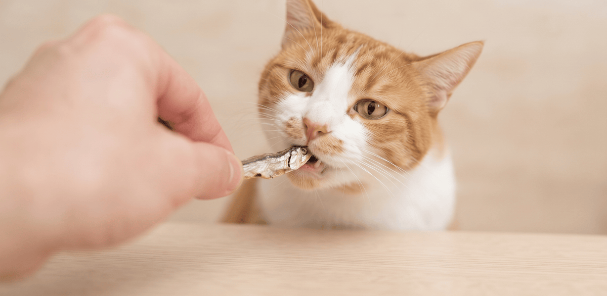 Friandises naturelles pour chaton - Dans Ma Gamelle
