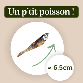 Anchois séchés - Chiens & Chats
