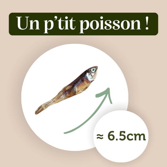 Anchois séchés - Chiens & Chats