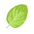 Le Basilic