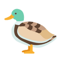 Le Canard