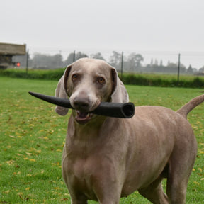 Corne-de-buffle-mastication-chien
