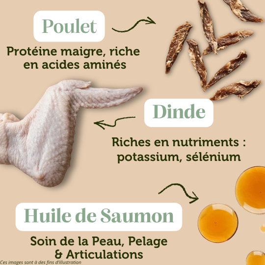 Croquettes sans céréales Dinde et Poulet pour chat d'extérieur et actif