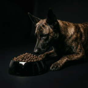 Croquettes sans céréales pour chien adulte poulet plein air