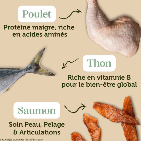 Croquettes sans céréales au Poulet avec du Thon et du Saumon - Chats adultes et séniors - DansMaGamelle